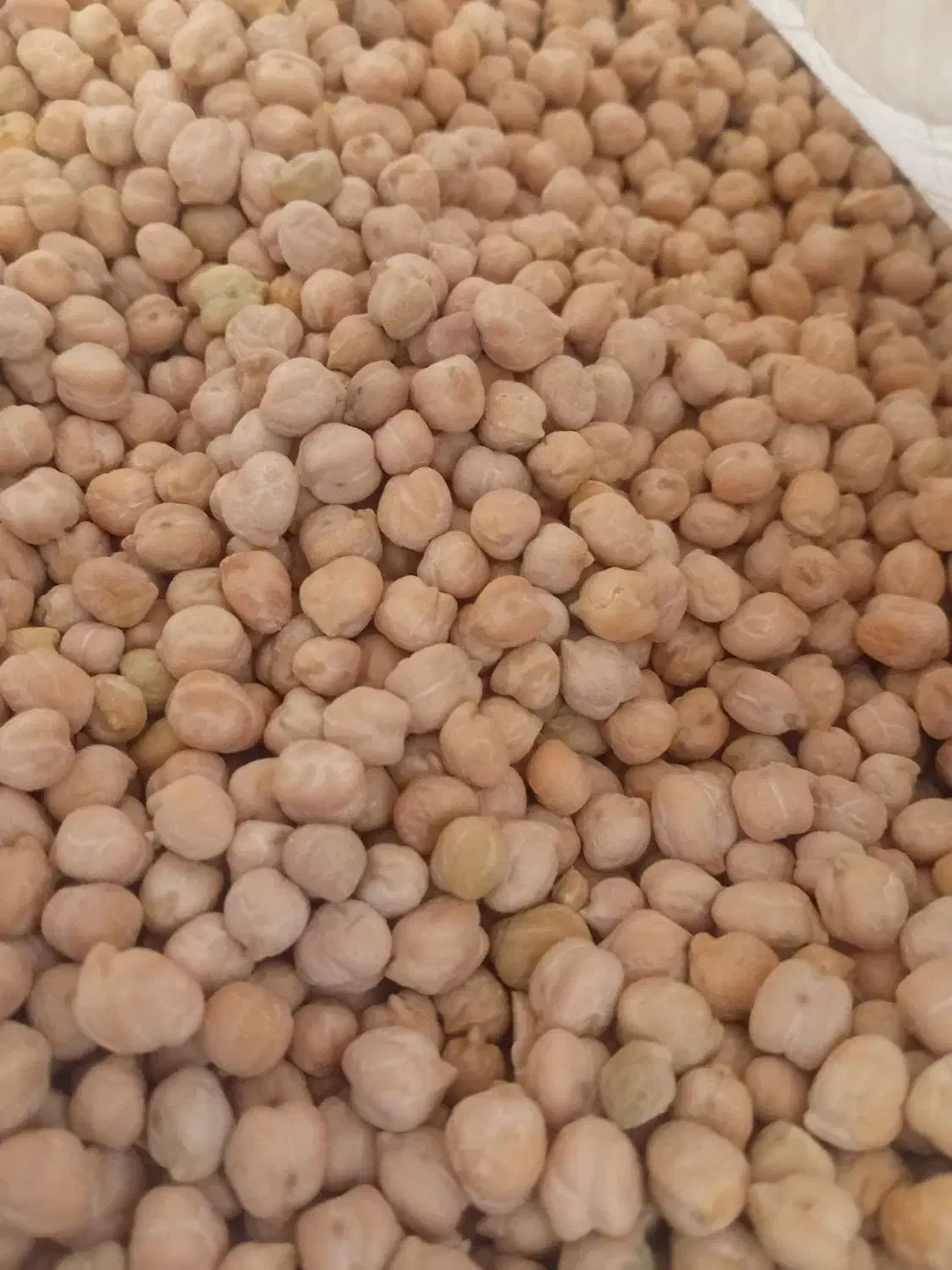 نخود درشت|عمده‌فروشی|زیباشهر, |دیوار