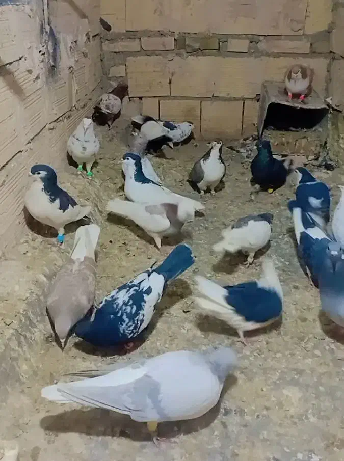 کفتر کفتر رنگه|پرنده|مشهد, انصار|دیوار