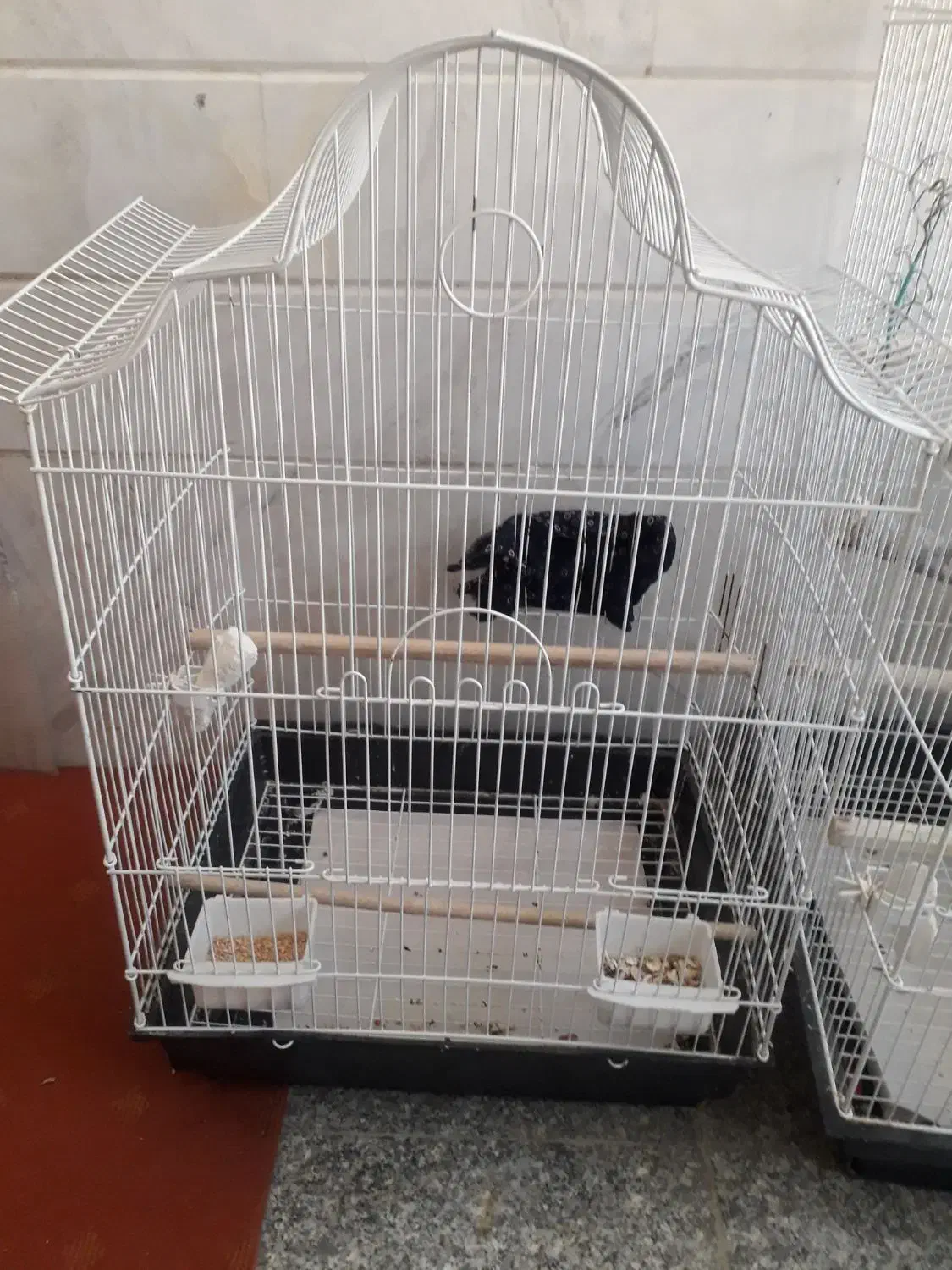 قفس عروس مولد|پرنده|قنوات, |دیوار