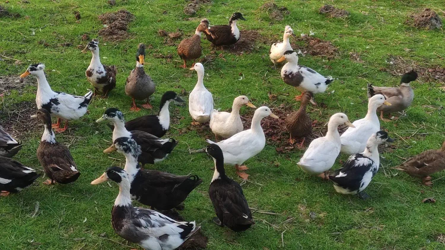 اردک چاق|حیوانات مزرعه|ماکلوان, |دیوار