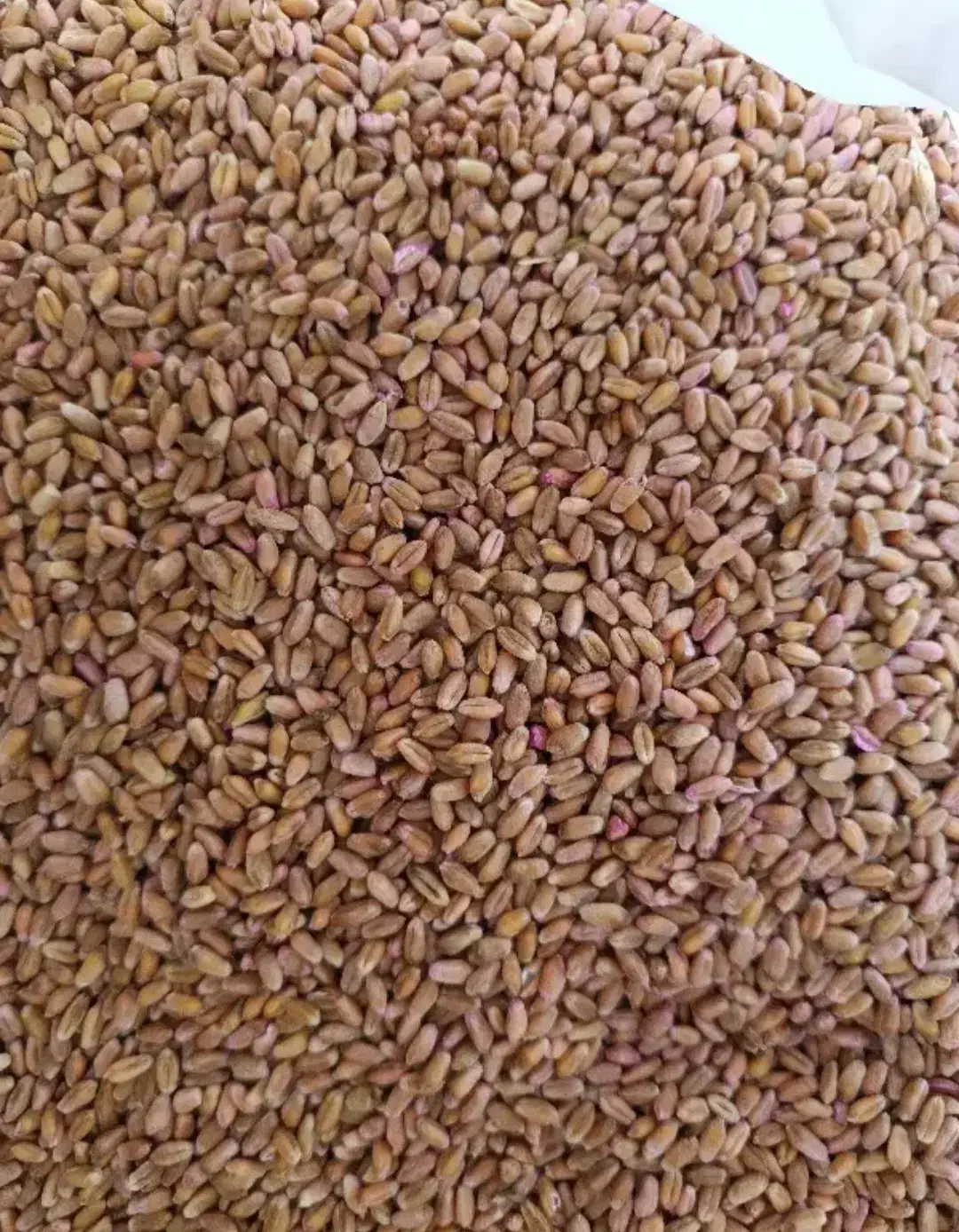 بذر گندم|گل و گیاه طبیعی|سیمین شهر, |دیوار