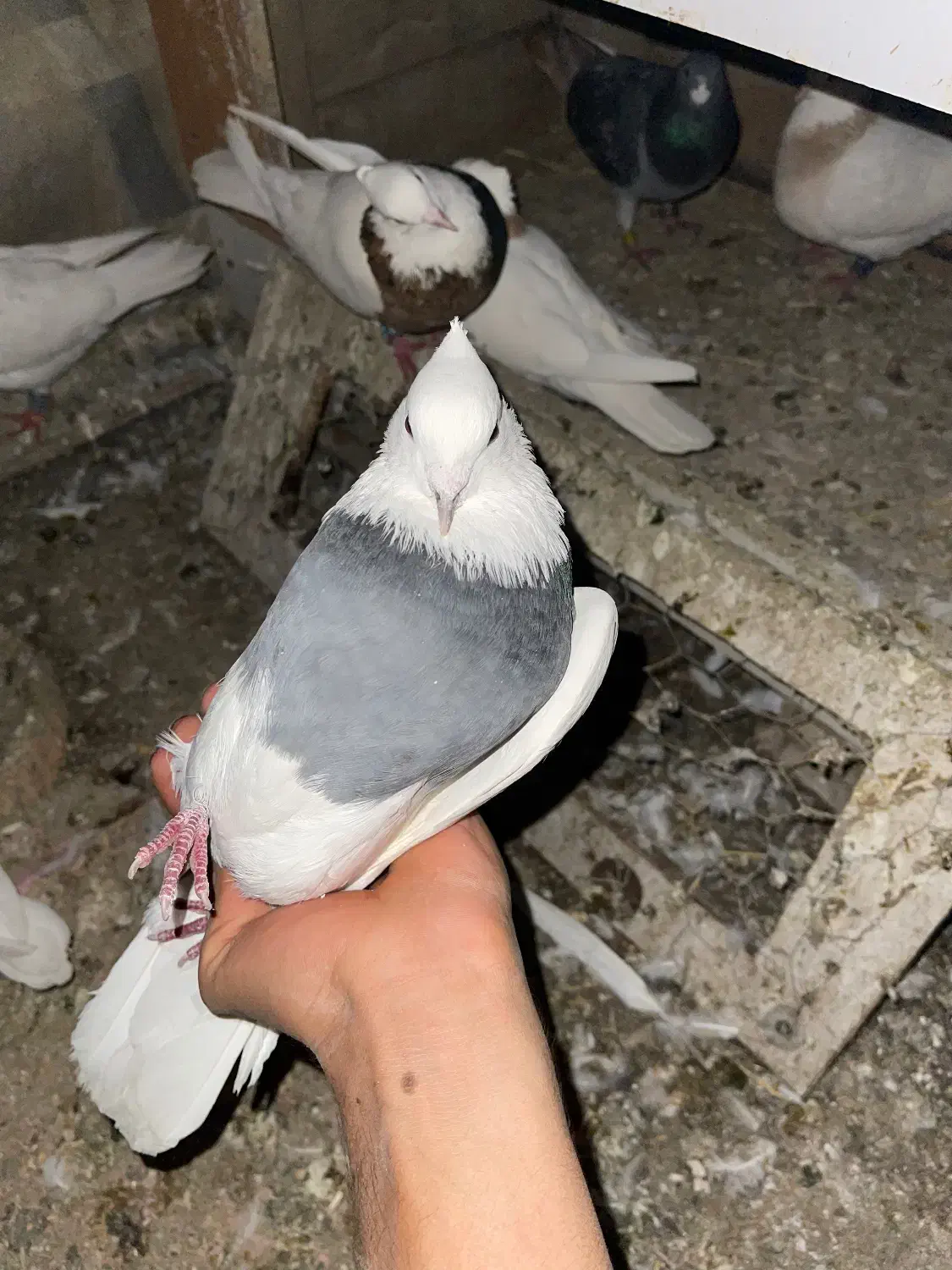 کبوتر|پرنده|مریوان, |دیوار