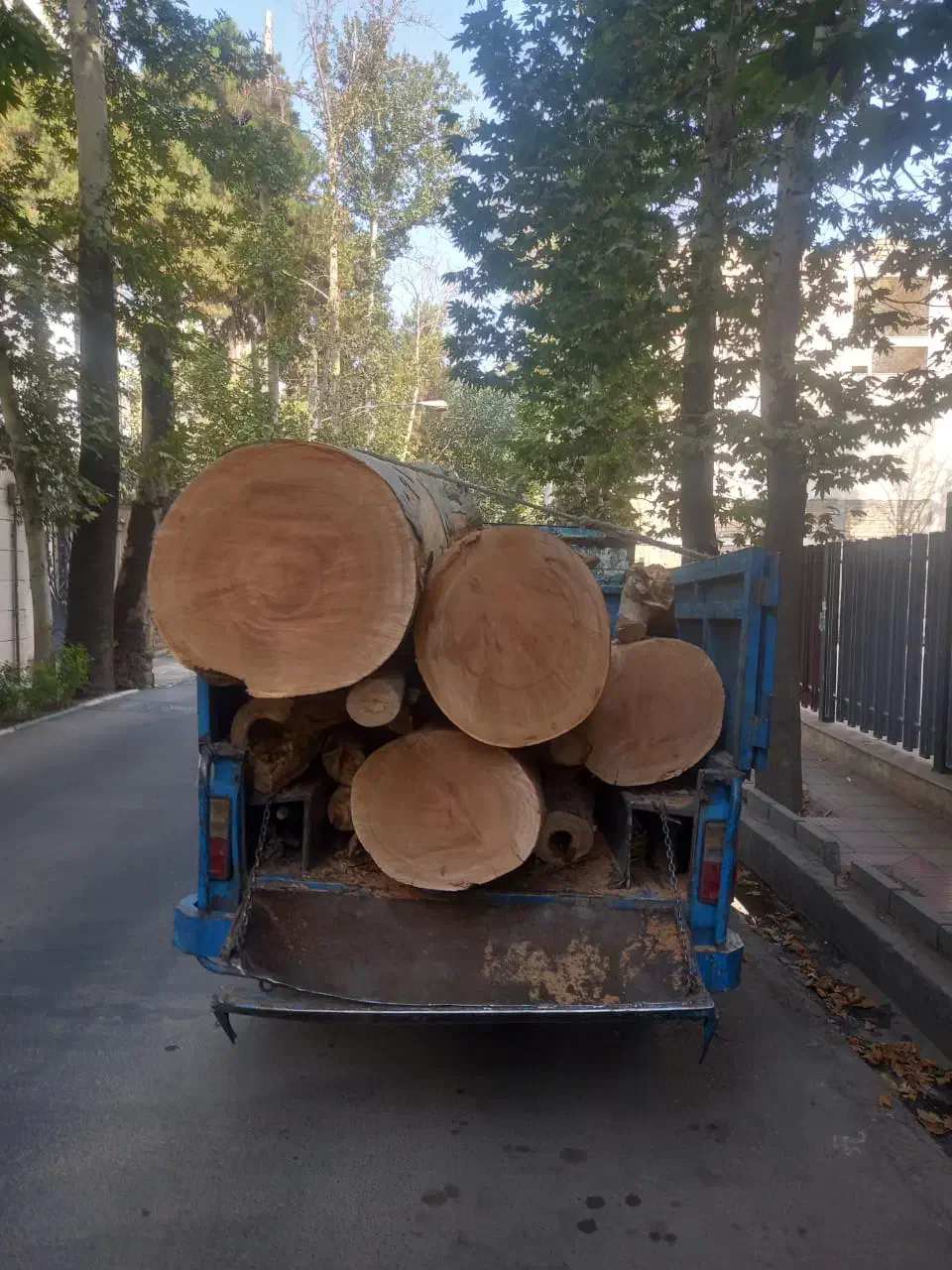 خرید چوب برش درختان خشک چنار گردو|خدمات باغبانی و درختکاری|تهران, درکه|دیوار