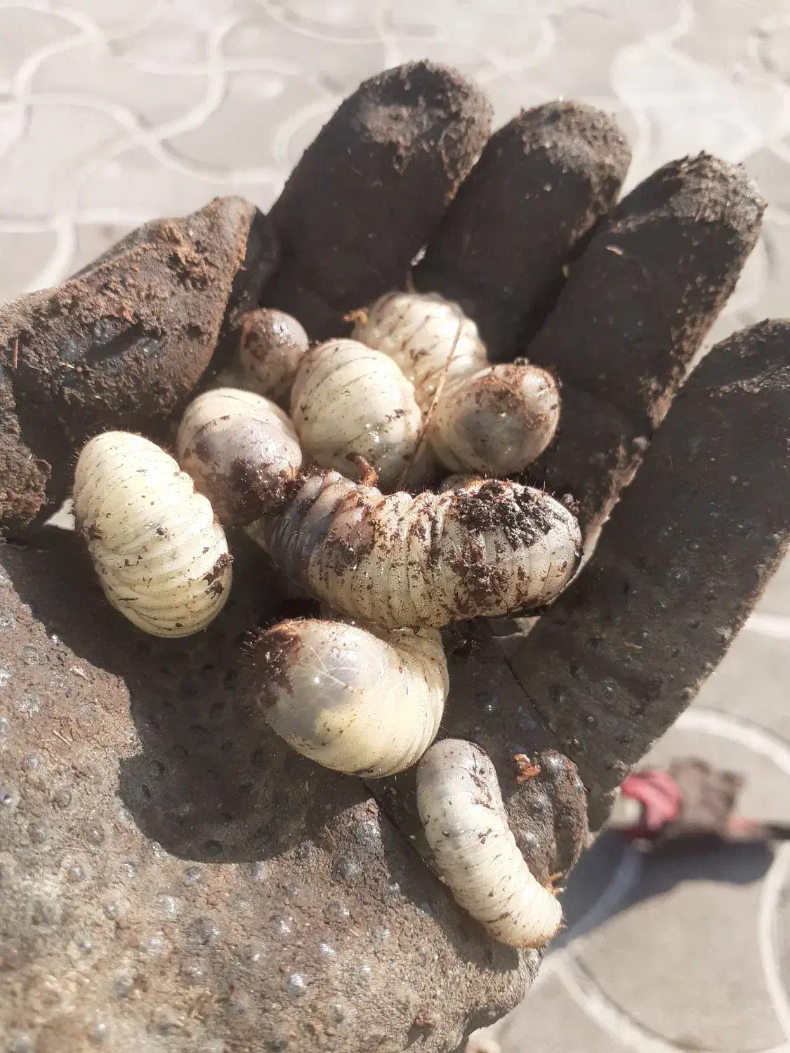 طعمه ماهیگیری.پت درختی.لارو|ماهیگیری|رشت, لاکان|دیوار