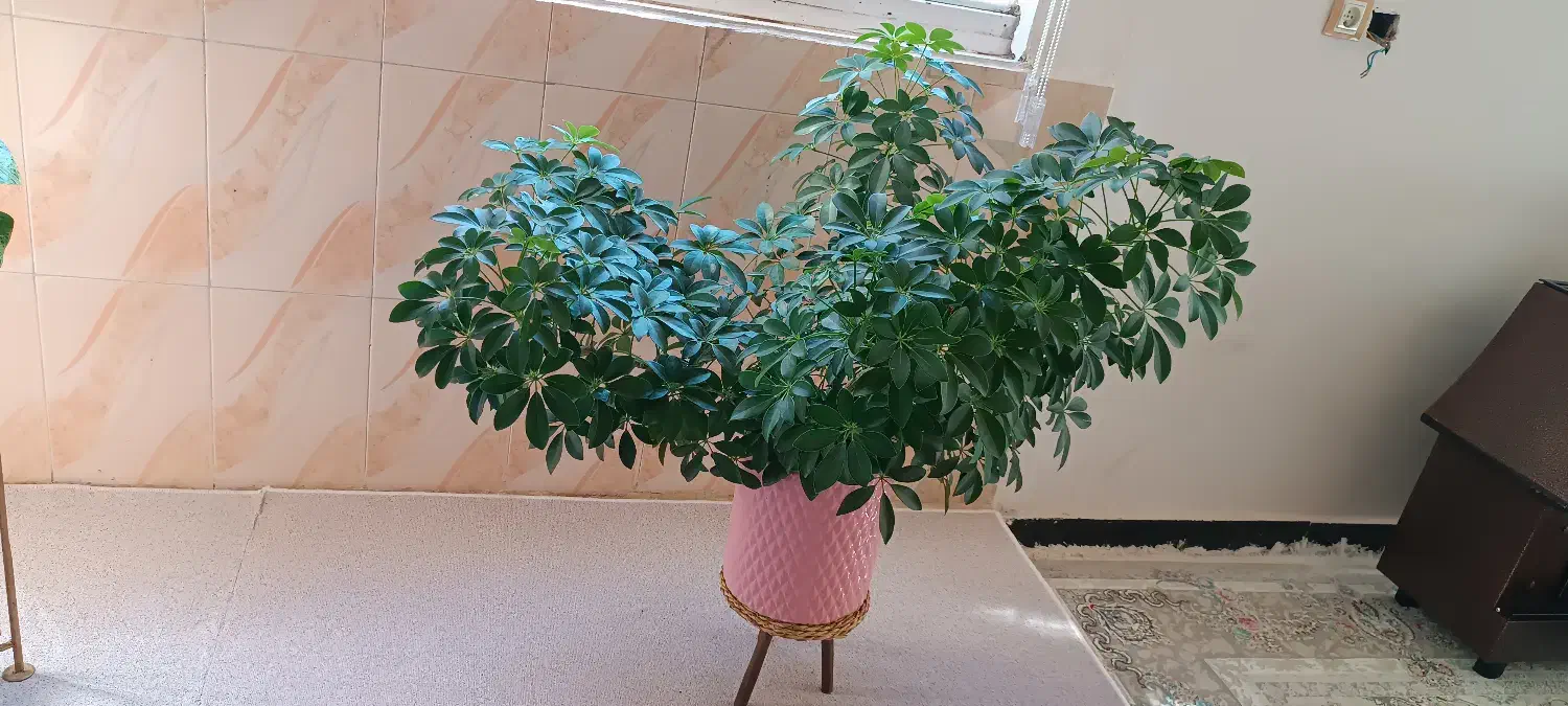 فروش گل|گل و گیاه طبیعی|مریوان, |دیوار