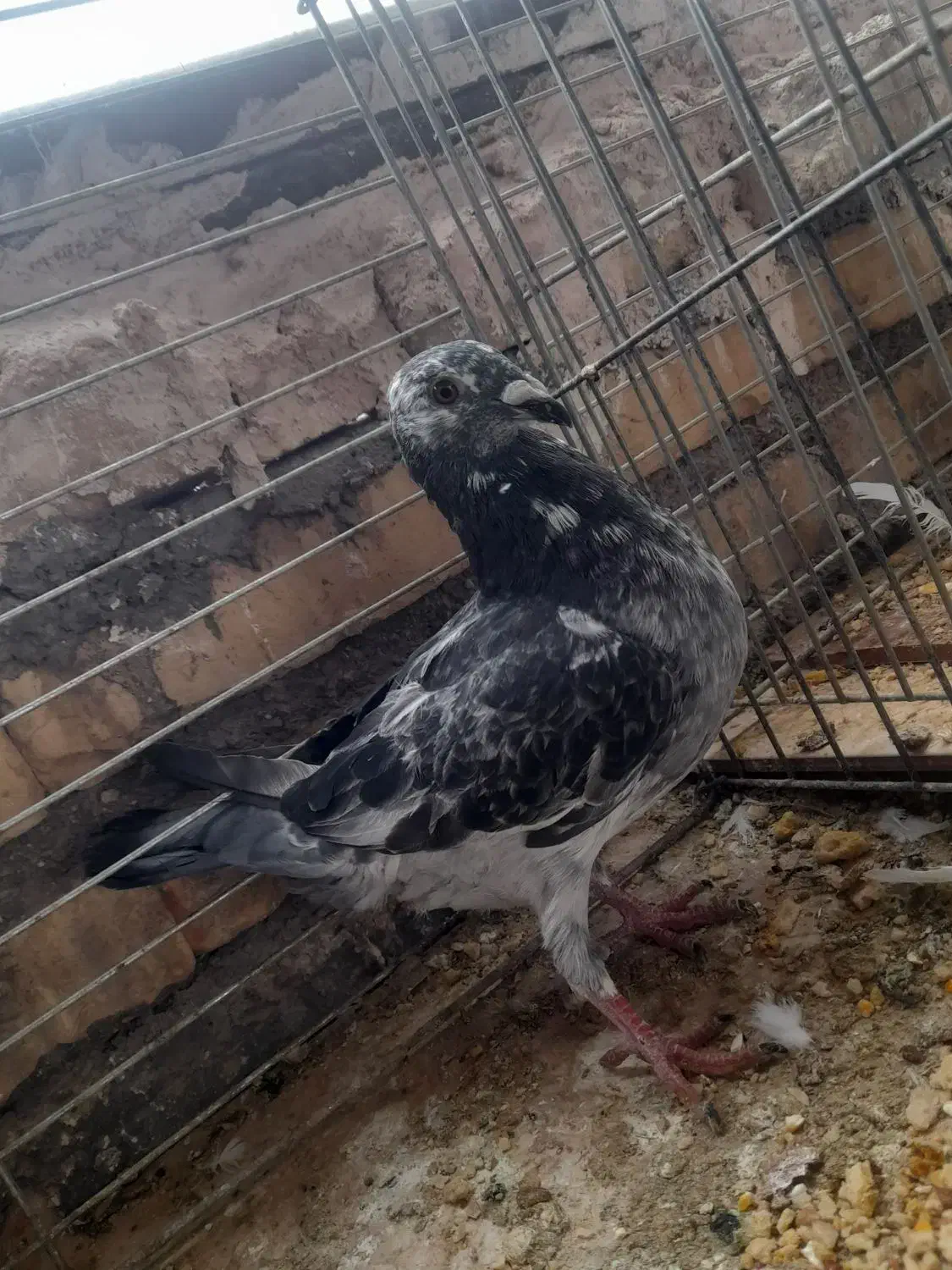 کبوتر آلمانی بزک نر|پرنده|مهریز, |دیوار