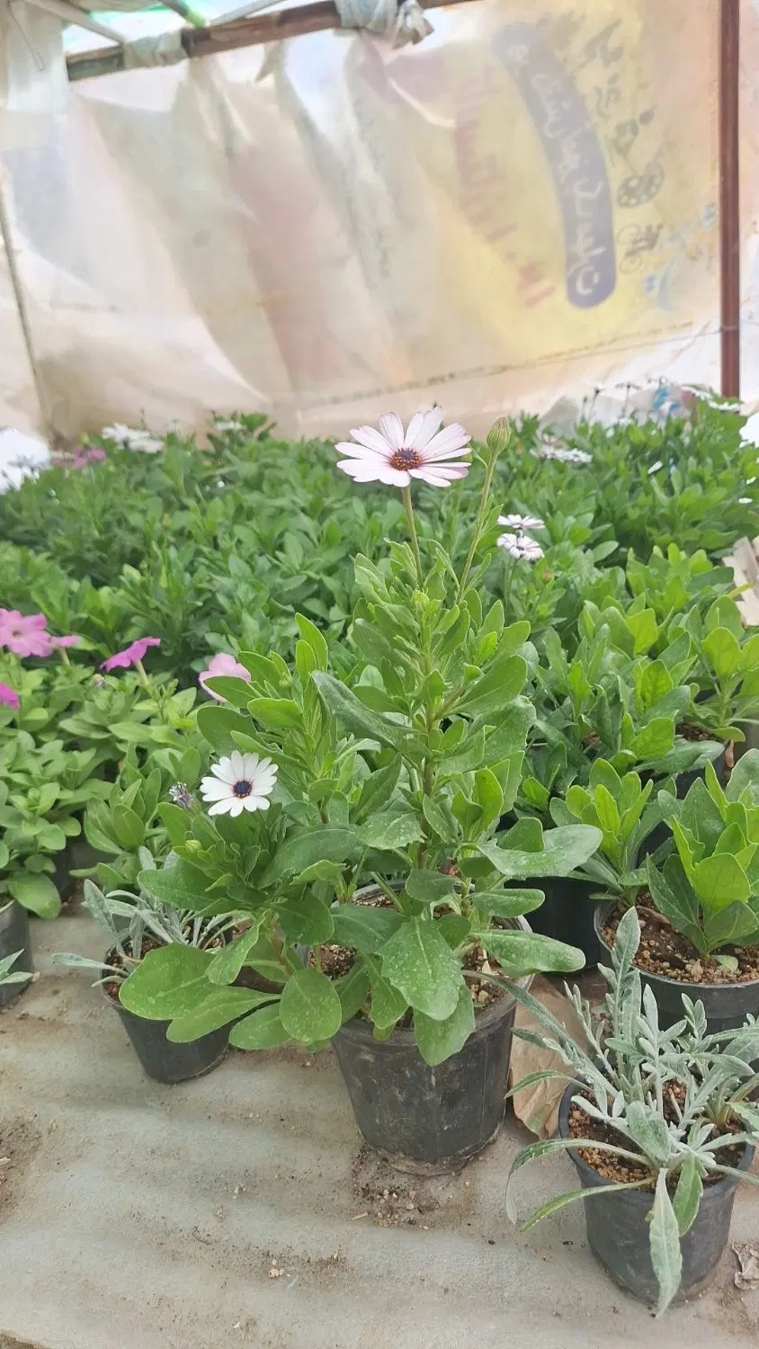 حراج گل|گل و گیاه طبیعی|بیرجند, |دیوار