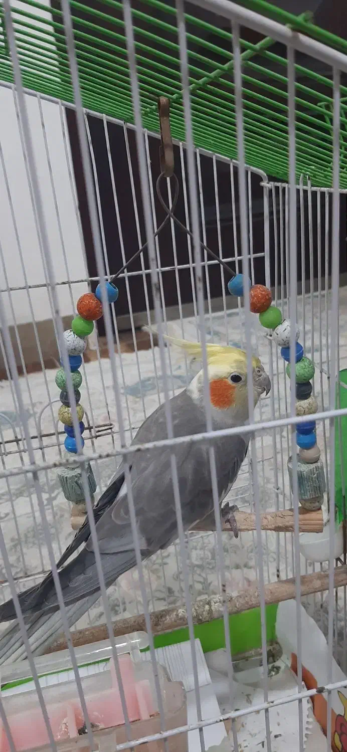 فروش عروس هلندی دستی همراه با قفس|پرنده|شلمان, |دیوار