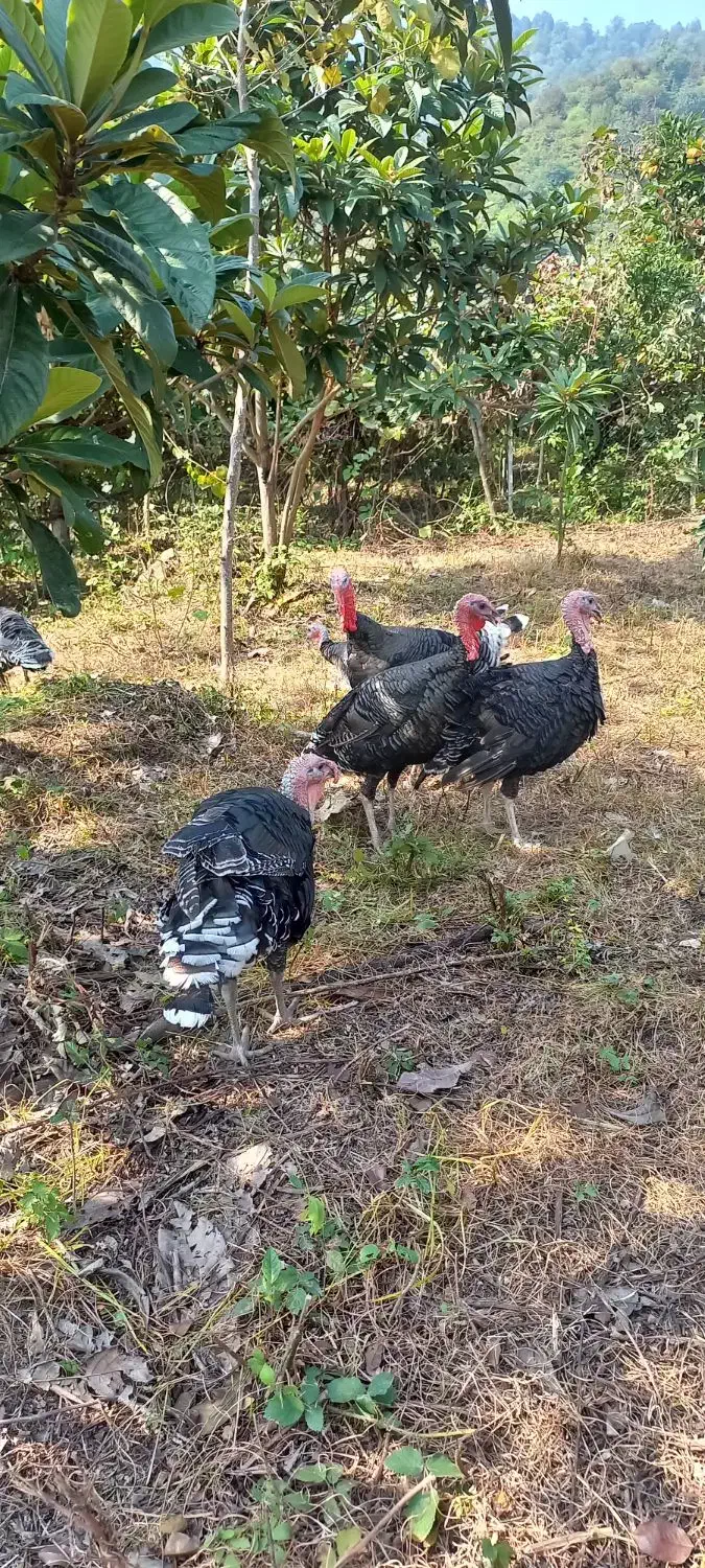 فروشی|حیوانات مزرعه|حویق, |دیوار