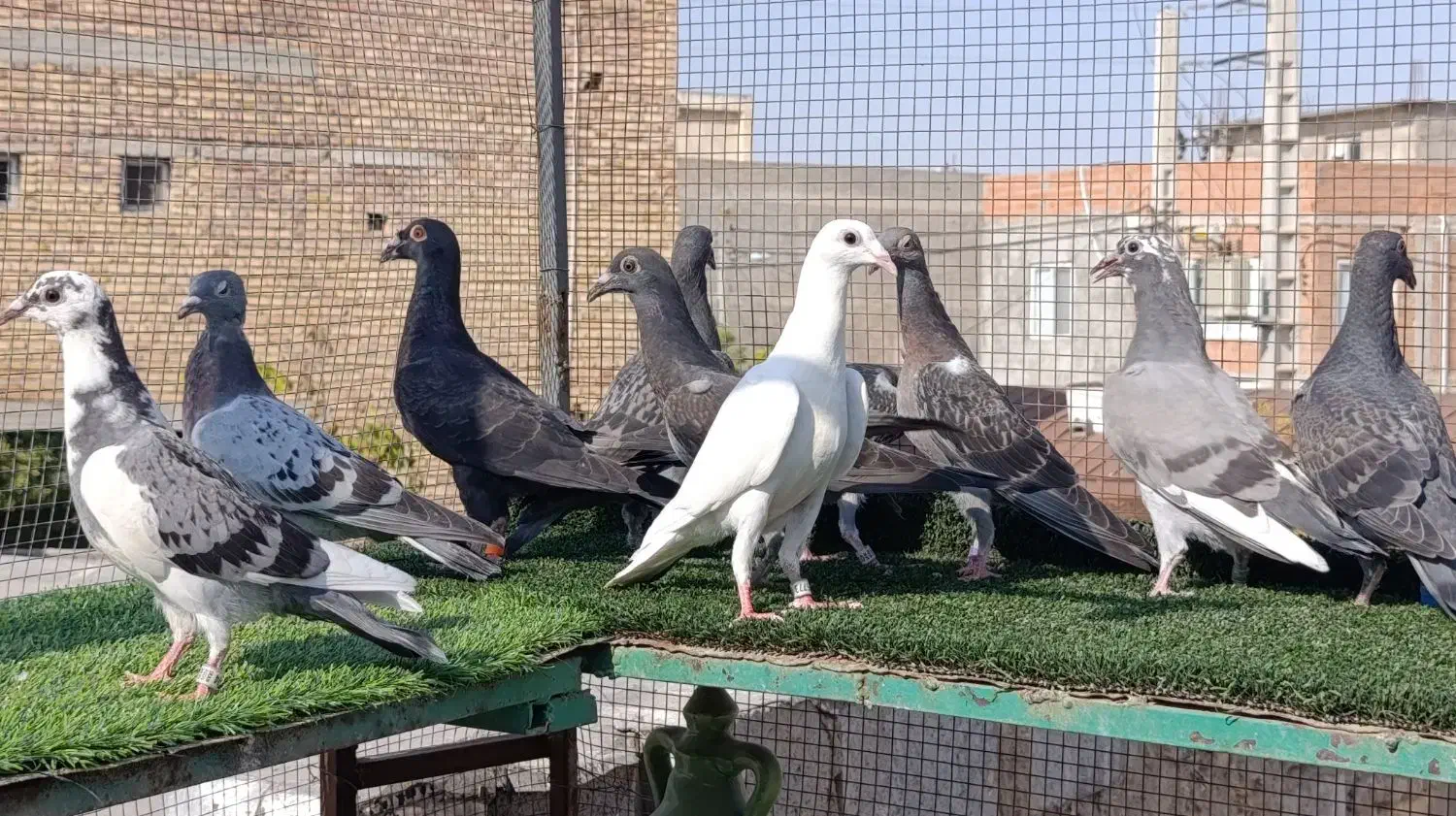 جوجه پلاکی|پرنده|ملک‌آباد, |دیوار