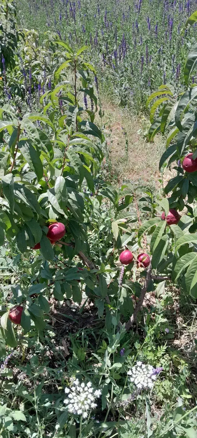 فروش باغ در روستا اقدرق به علت نیاز مالی|فروش زمین و ملک کلنگی|مشگین شهر, |دیوار