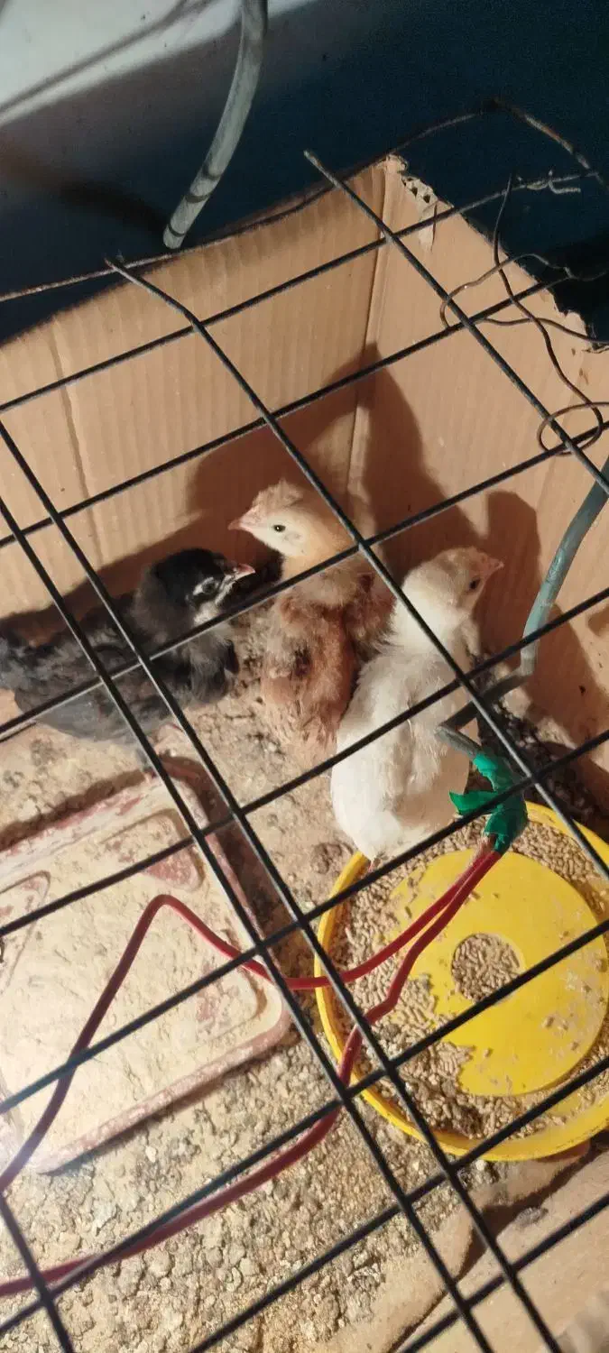 جوجه گلین|حیوانات مزرعه|لالی, |دیوار