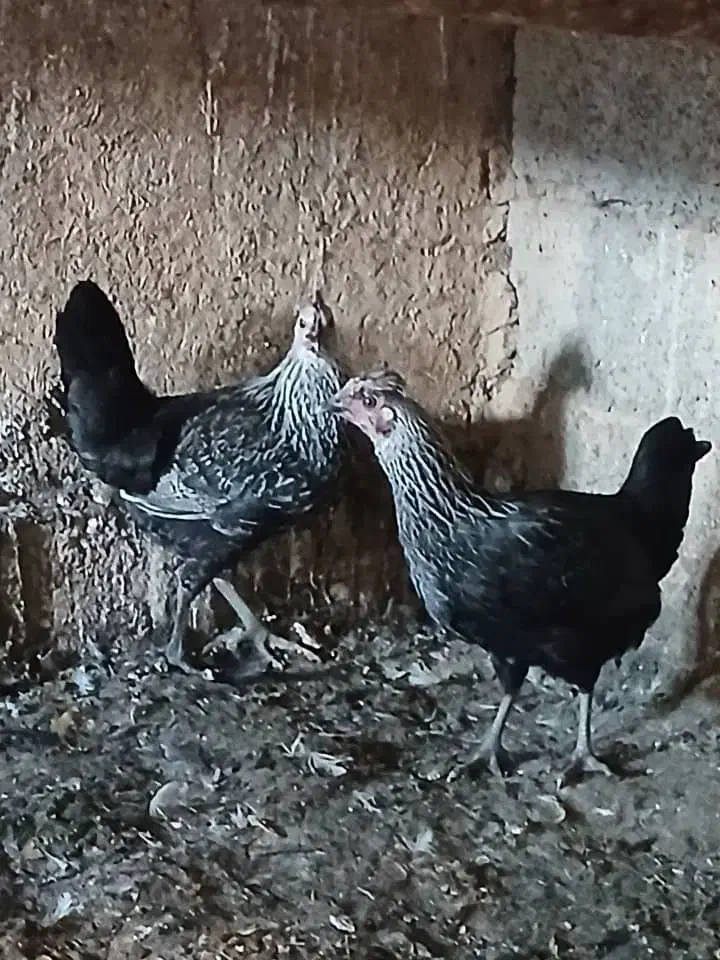 مرغ وخروس لری عشایری|حیوانات مزرعه|قشلاق دشت, |دیوار