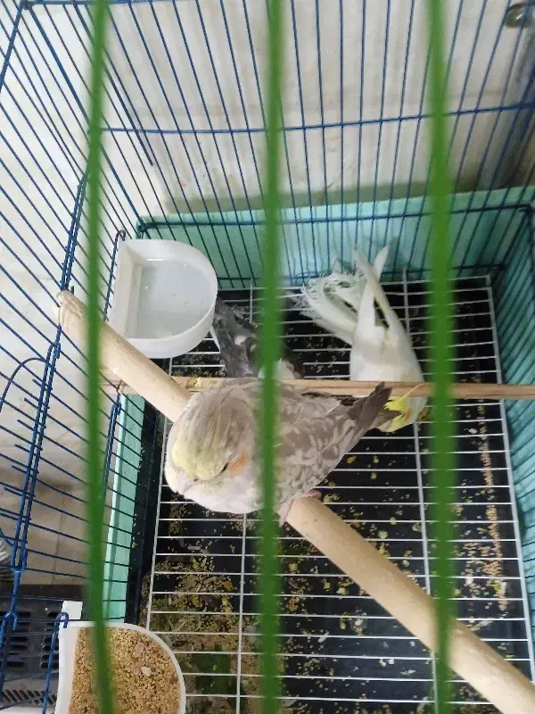 عروس هلندی ۳ عدد|پرنده|ارومیه, |دیوار