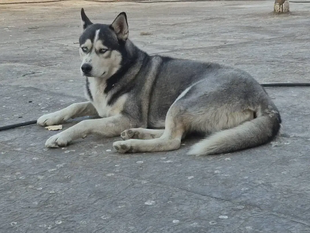 سگ هاسکی|سگ|قم, الغدیر|دیوار