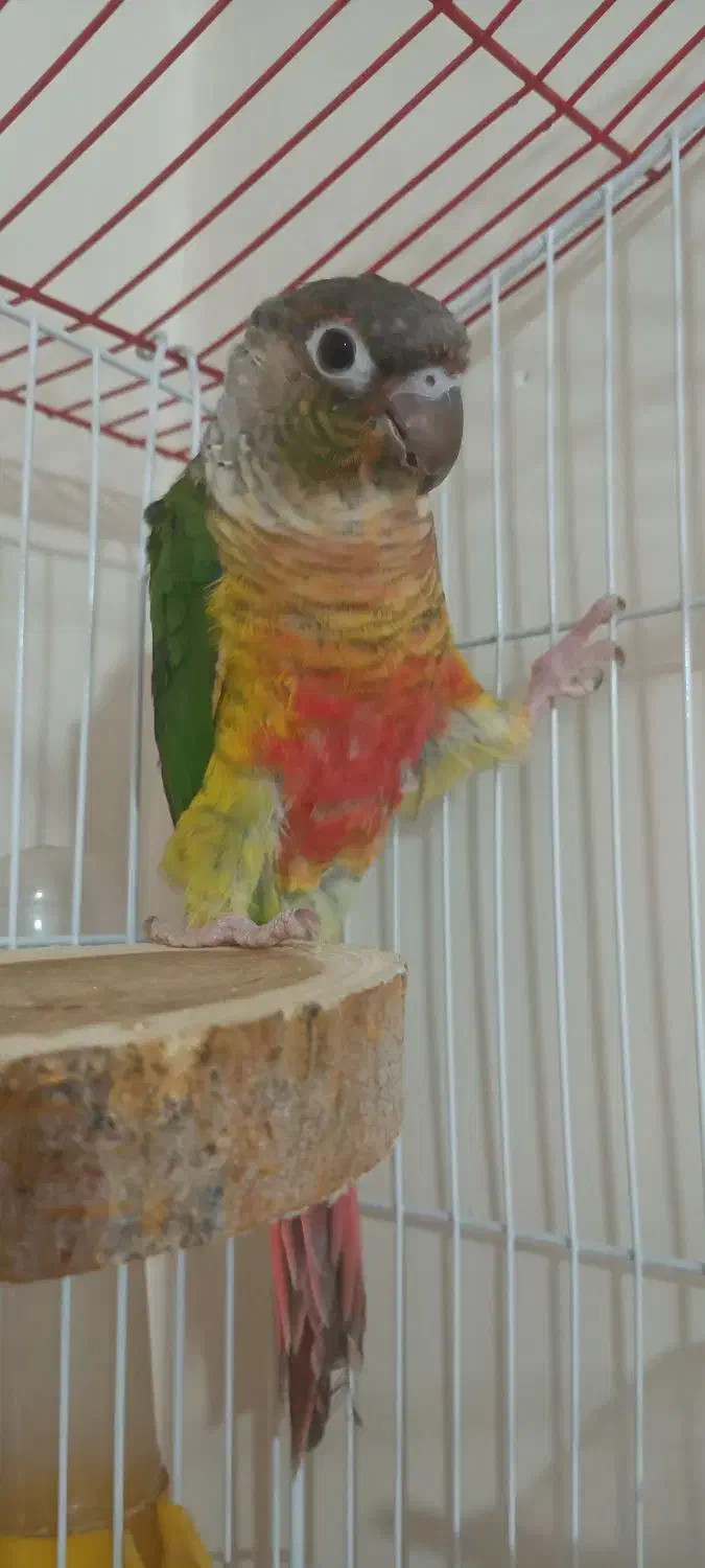 گرینچیک  یلوساید|پرنده|شهر ری, شهادت|دیوار