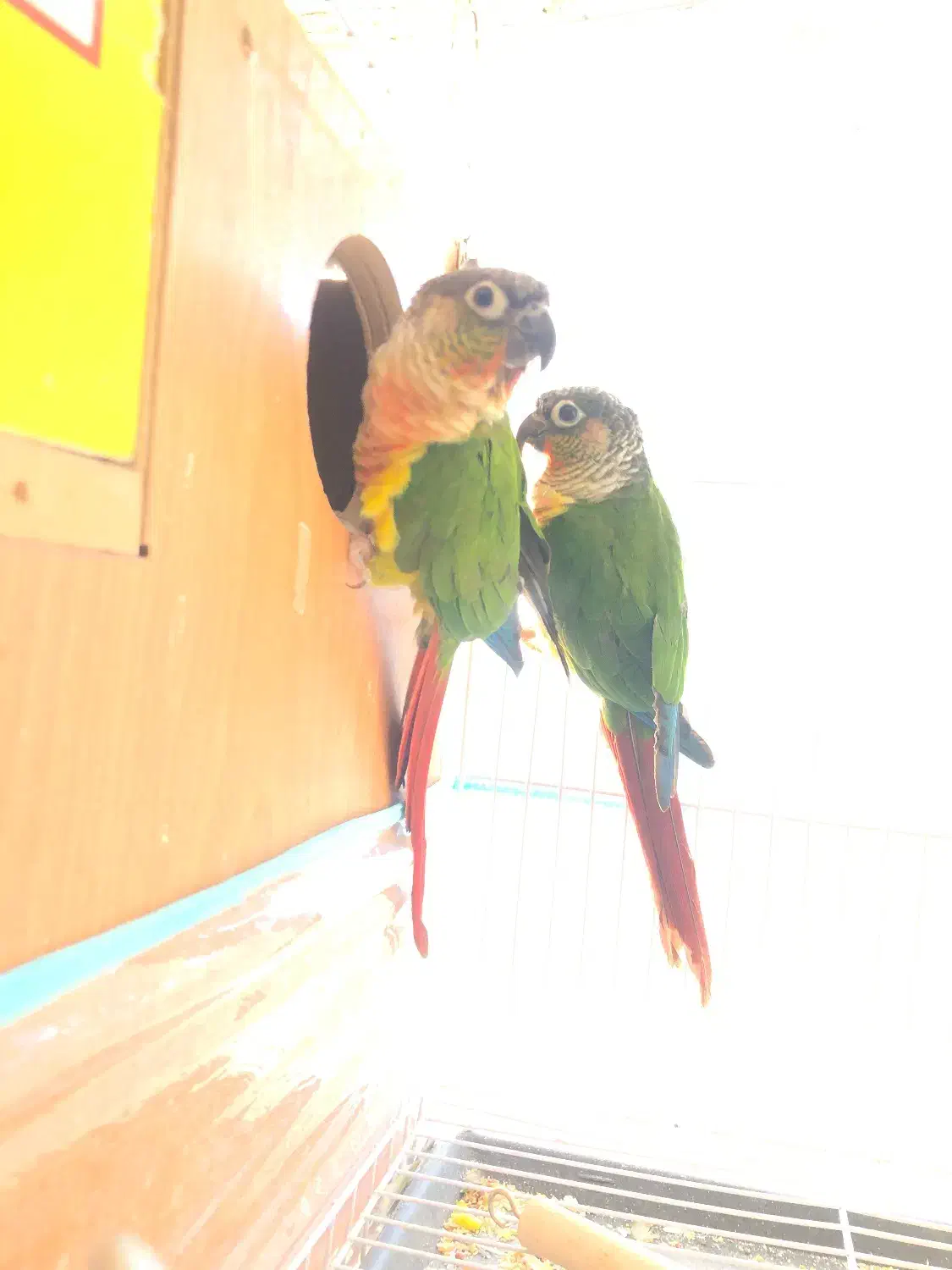 طوطی گرینچیک اناناسی|پرنده|تربتحیدریه, قائم|دیوار