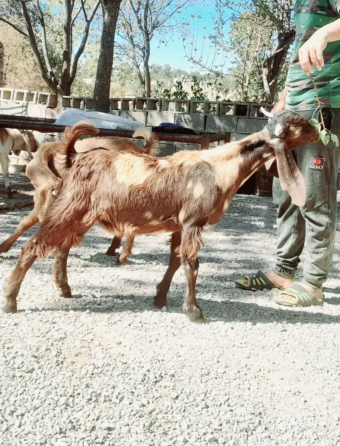 کهره ی نژدی  پازنی|حیوانات مزرعه|دهدشت, |دیوار