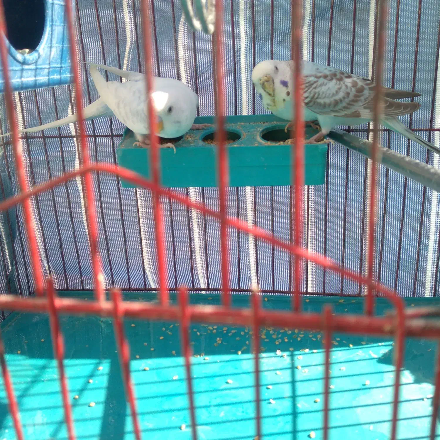 مرغ‌عشق|پرنده|شیراز, شهرک مدرس|دیوار