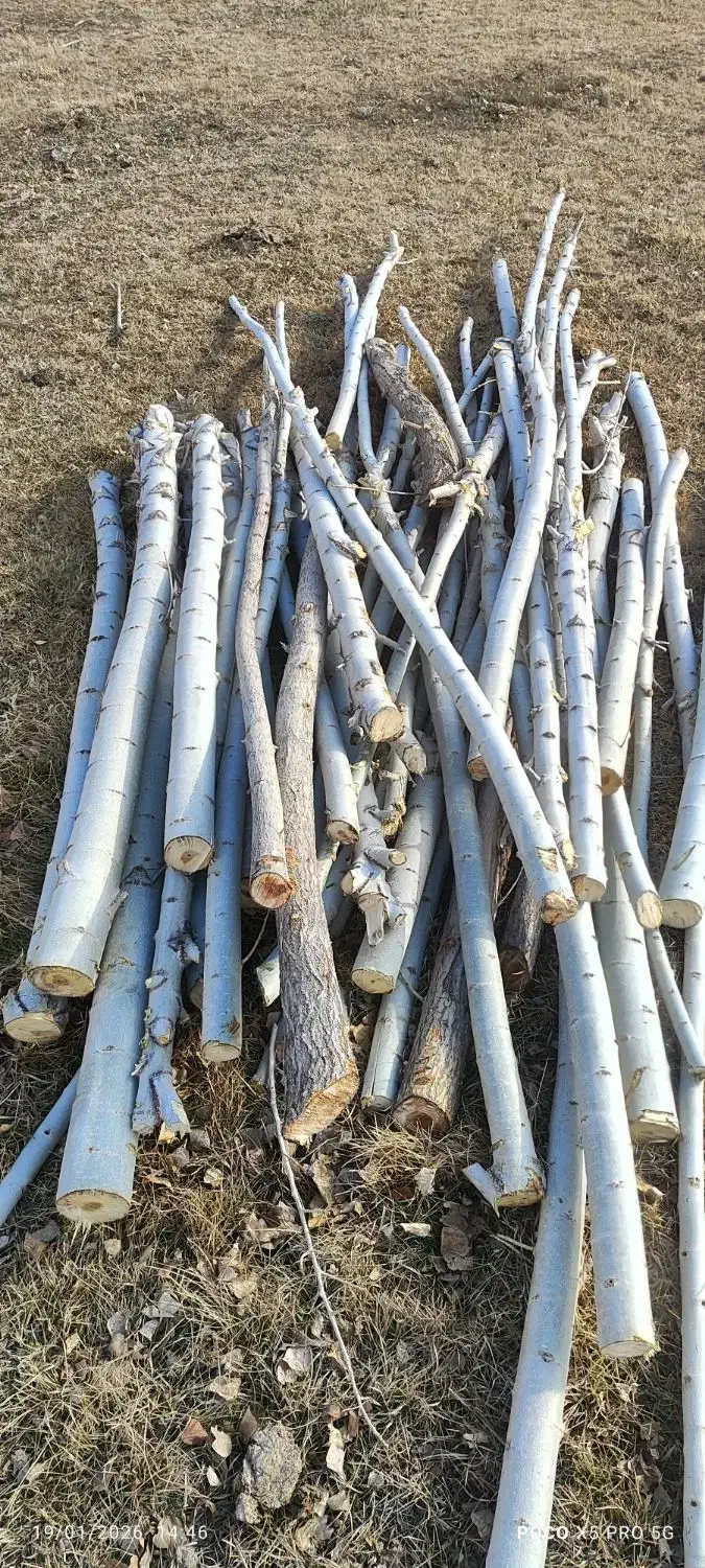 چوب آماده|خدمات باغبانی و درختکاری|زاغه, |دیوار