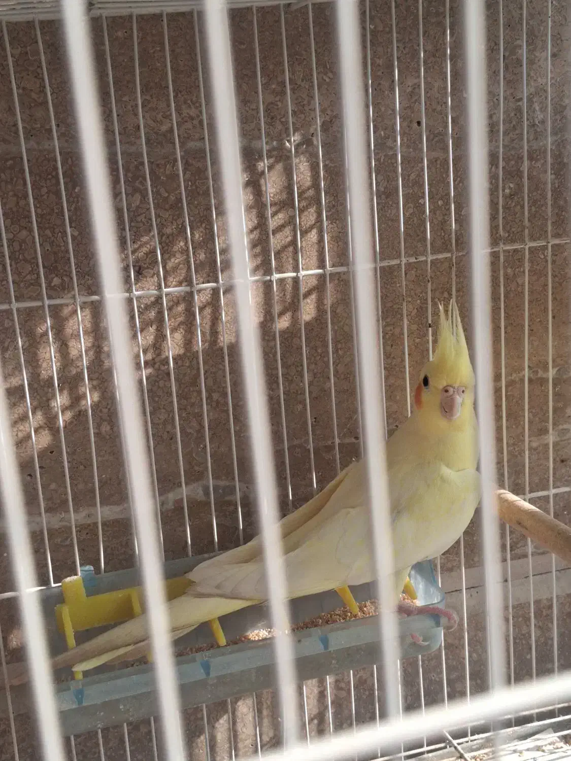 طوطی عروس لوتینو ماده بالغ|پرنده|بابل, |دیوار