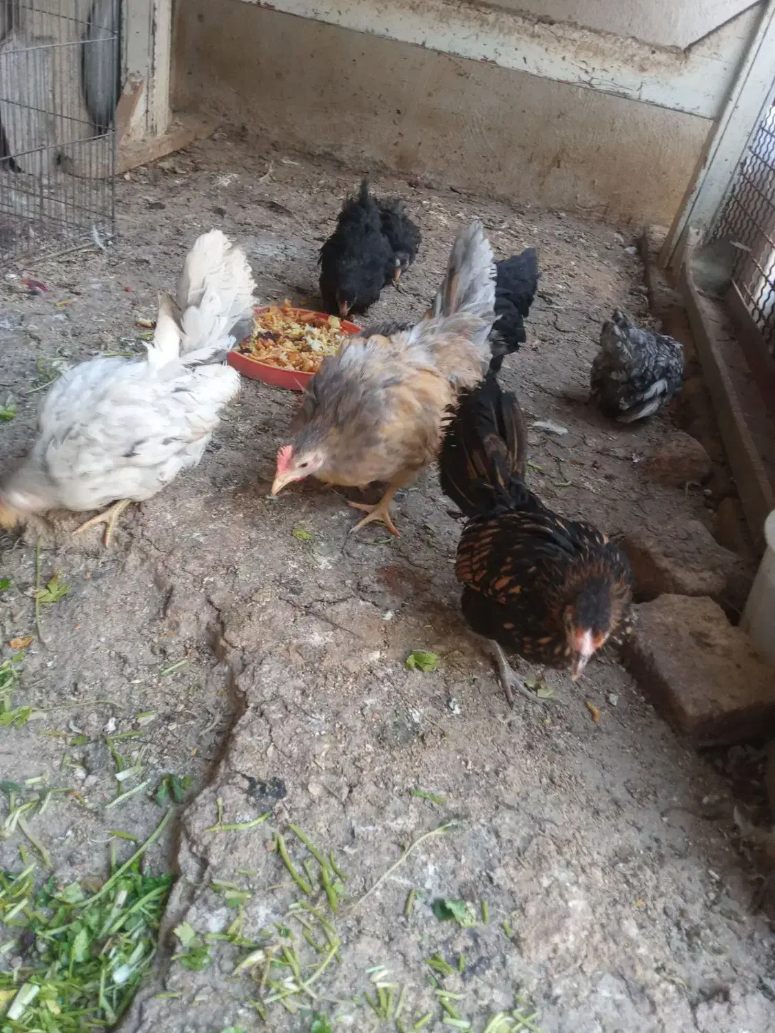 مرغ و خروس و جوجه جاپنیز ریز جثه|حیوانات مزرعه|اردبیل, |دیوار