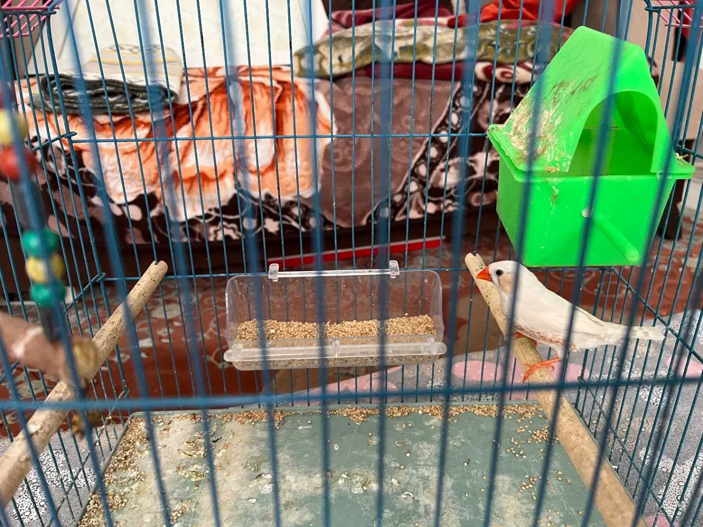 فنچ با قفس|پرنده|بندر ماهشهر, |دیوار