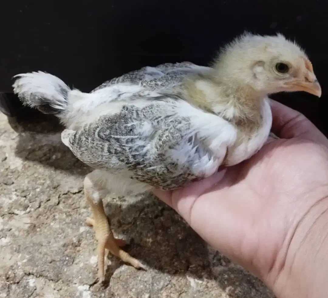 جوجه مرغ/اردک/ بوقلمون|حیوانات مزرعه|کازرون, |دیوار