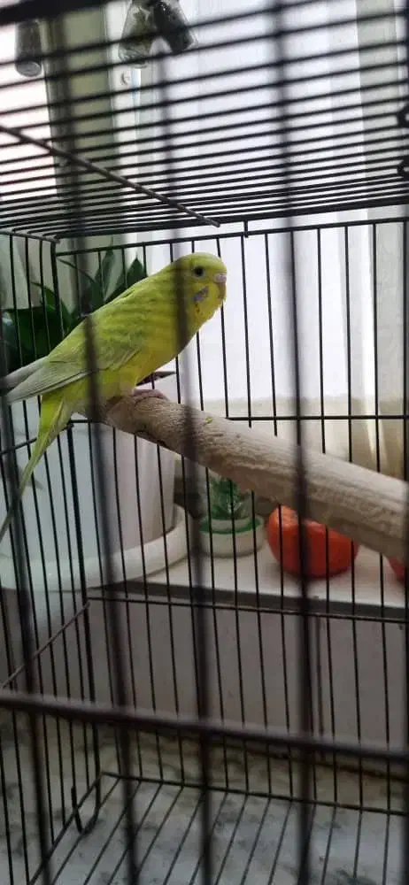 مرغ عشق|پرنده|کرج, مصباح|دیوار