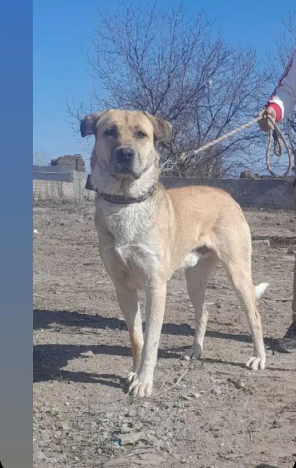 دزدیده شدن از فیرورق|حیوانات|خوی, |دیوار