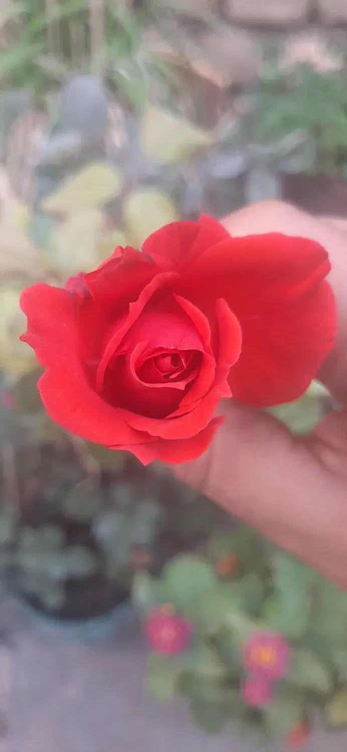 ویژه خانم های خونه دار|فعالیت داوطلبانه|مشهد, الهیه|دیوار