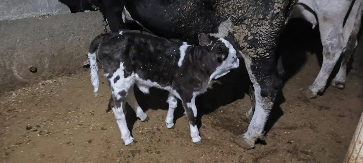 فروش گوساله شیر خوار|حیوانات مزرعه|لاجان, |دیوار
