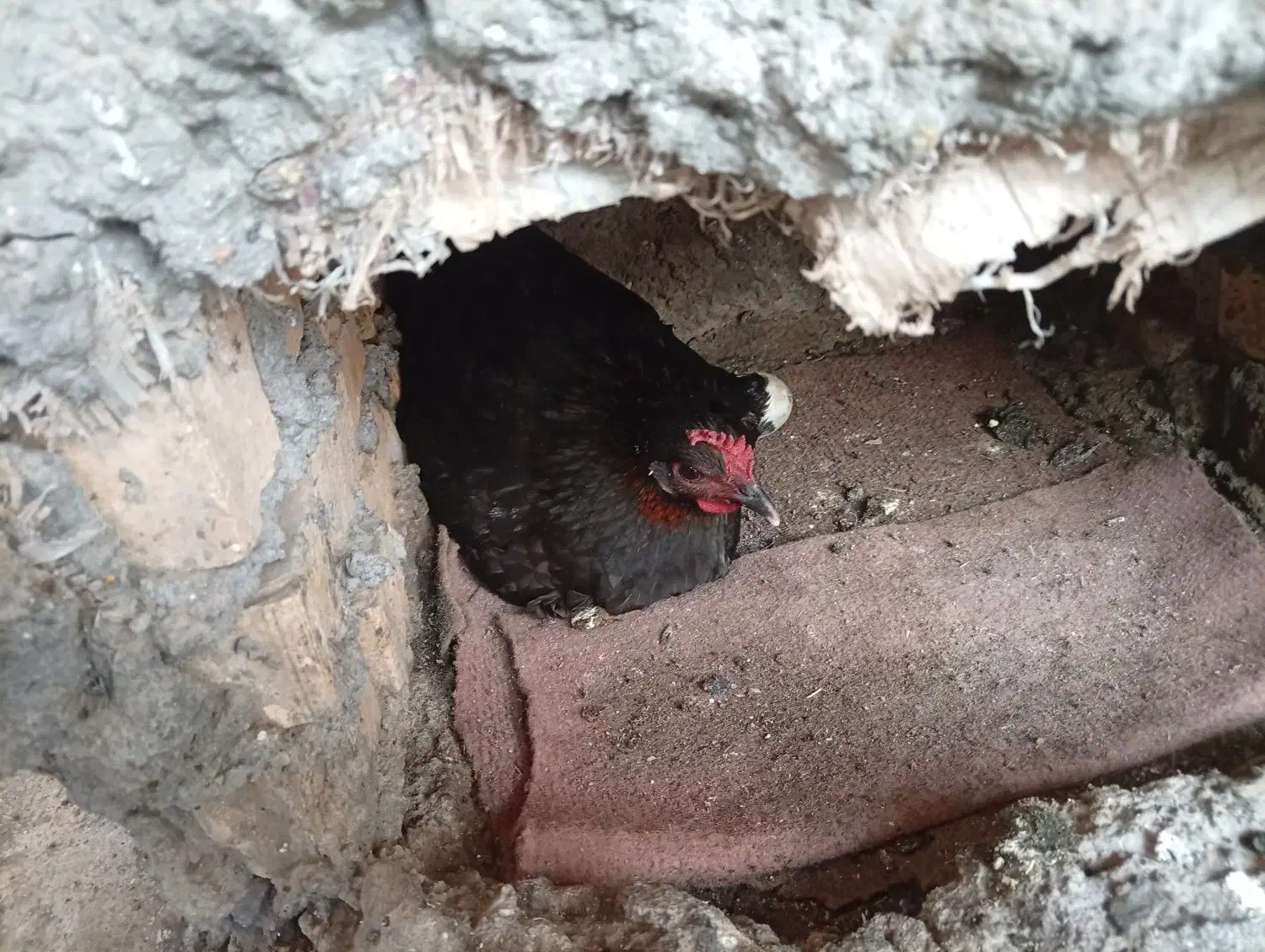 مرغ کرک|حیوانات مزرعه|شوشتر, |دیوار