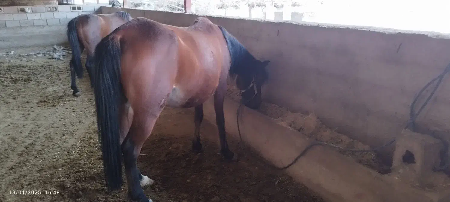 اسب و مادیون|اسب و تجهیزات اسب‌سواری|بهبهان, |دیوار