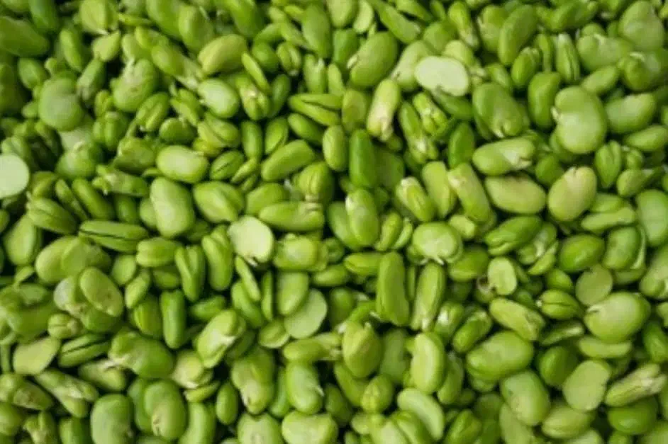 حراج بامیه وباقله سبزونرم|خوردنی و آشامیدنی|شیراز, شهرک ترکان|دیوار
