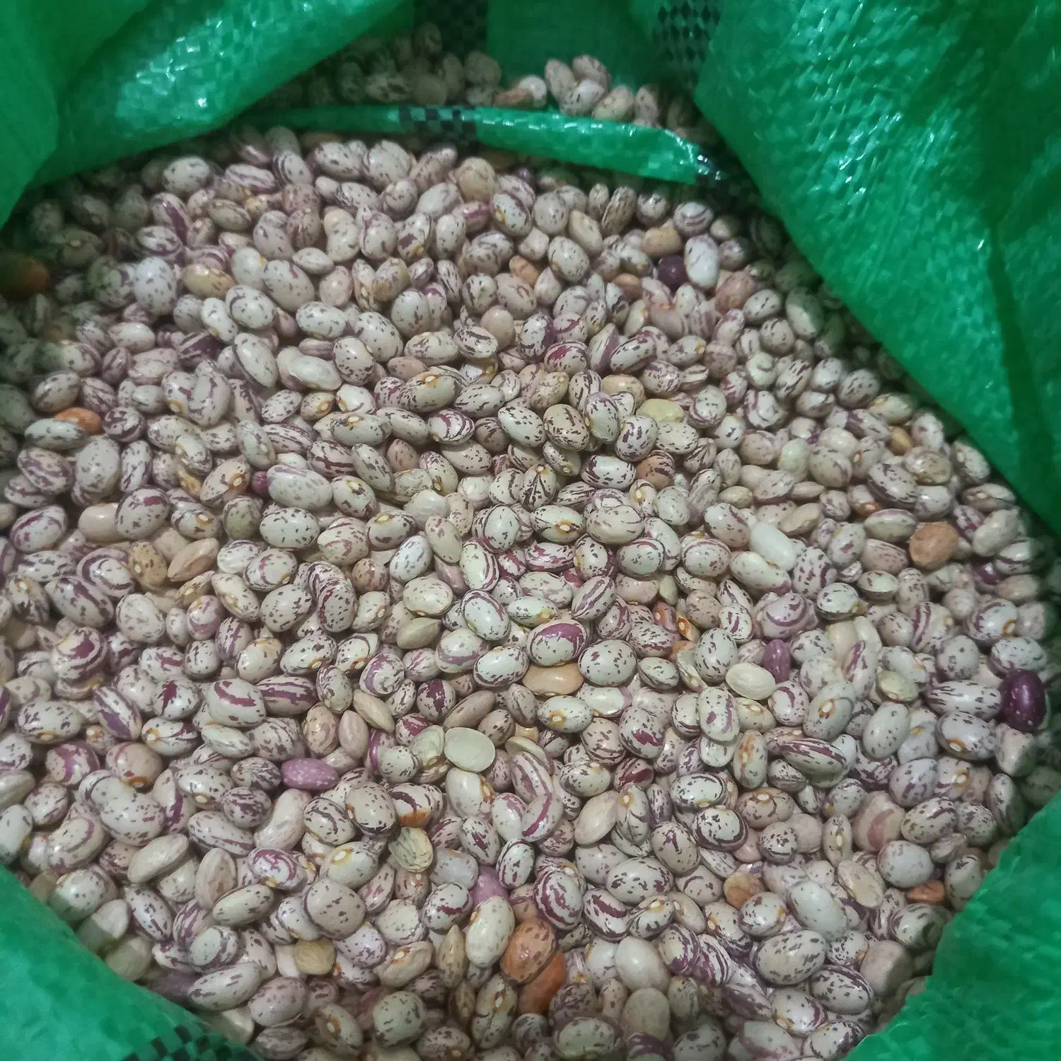 لوبیا|خوردنی و آشامیدنی|مرودشت, شهرک بسیجیان|دیوار