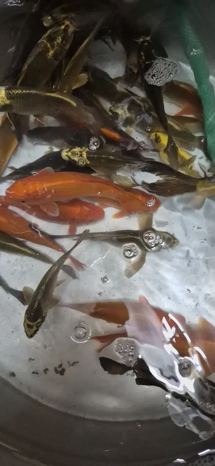 ماهی کوی|ماهی|قم, دروازه کاشان|دیوار