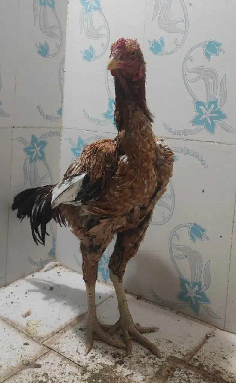 خروس لاری|حیوانات مزرعه|تربتحیدریه, آسایش|دیوار