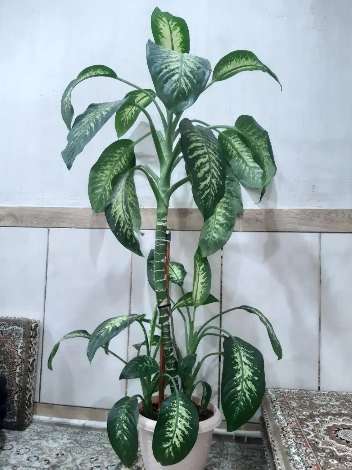 فروش گل|گل و گیاه طبیعی|بانه, |دیوار