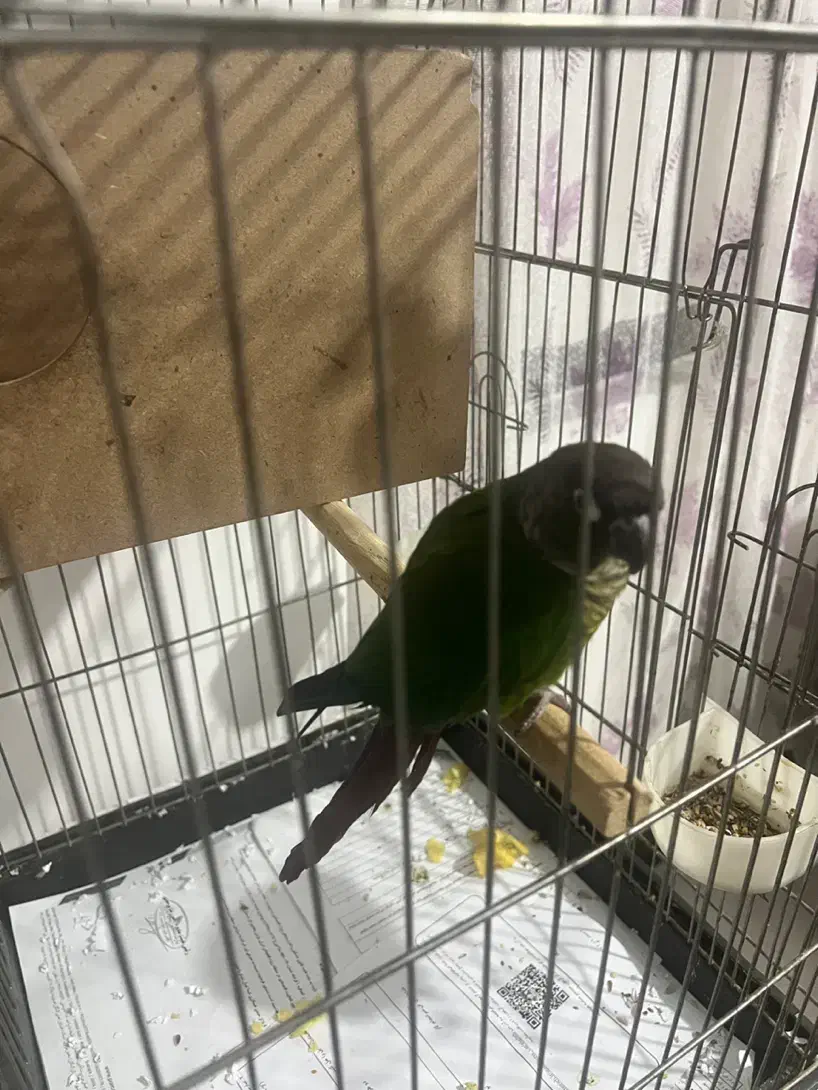 طوطی گرینجیگ|پرنده|تهران, شهرک صادقیه|دیوار