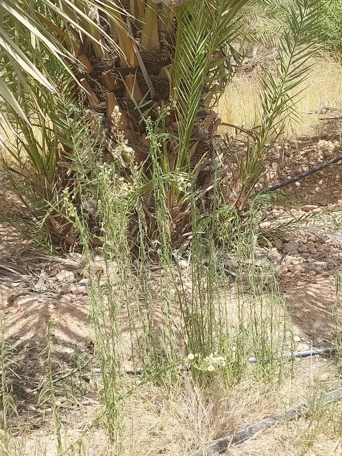 پاجوش مجول،پیارم وزاهدی باتعهد ثبتی و بیمه کشاورزی|خدمات باغبانی و درختکاری|بهبهان, |دیوار