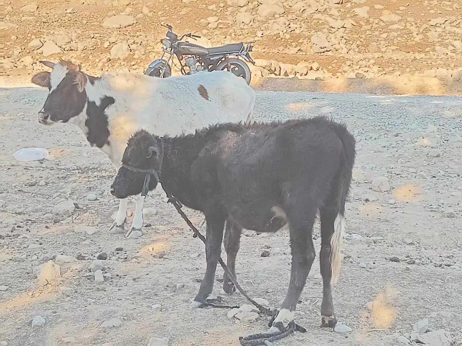 گاو و گوساله|حیوانات مزرعه|مسجد سلیمان, |دیوار