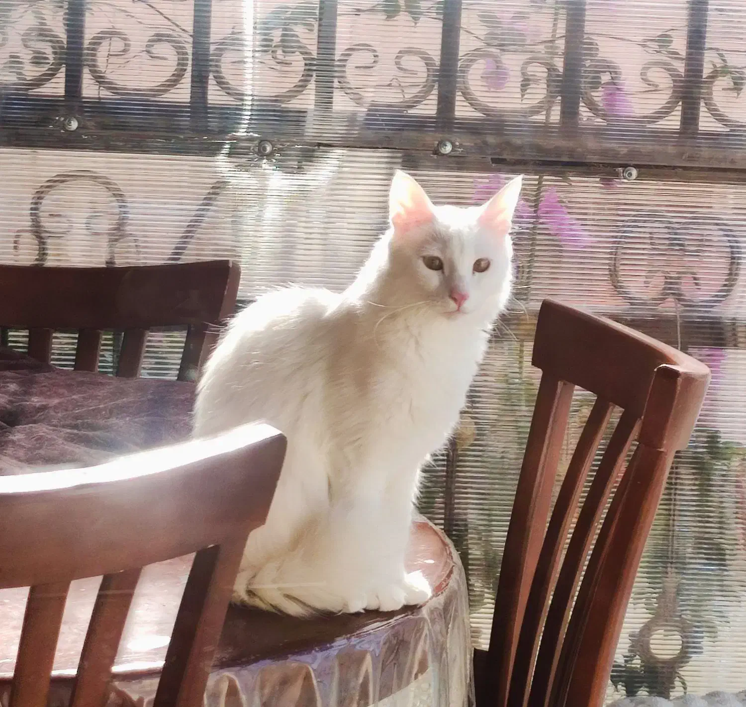 بچه‌گربه دو ماه ونیم و مادر حدود یکساله|گربه|بهشهر, |دیوار