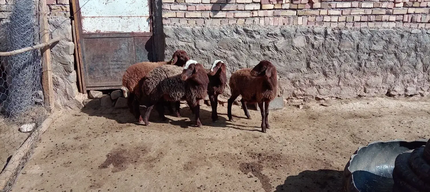 4عددبره ماده هتروسبک وزن|حیوانات مزرعه|سرولایت, |دیوار