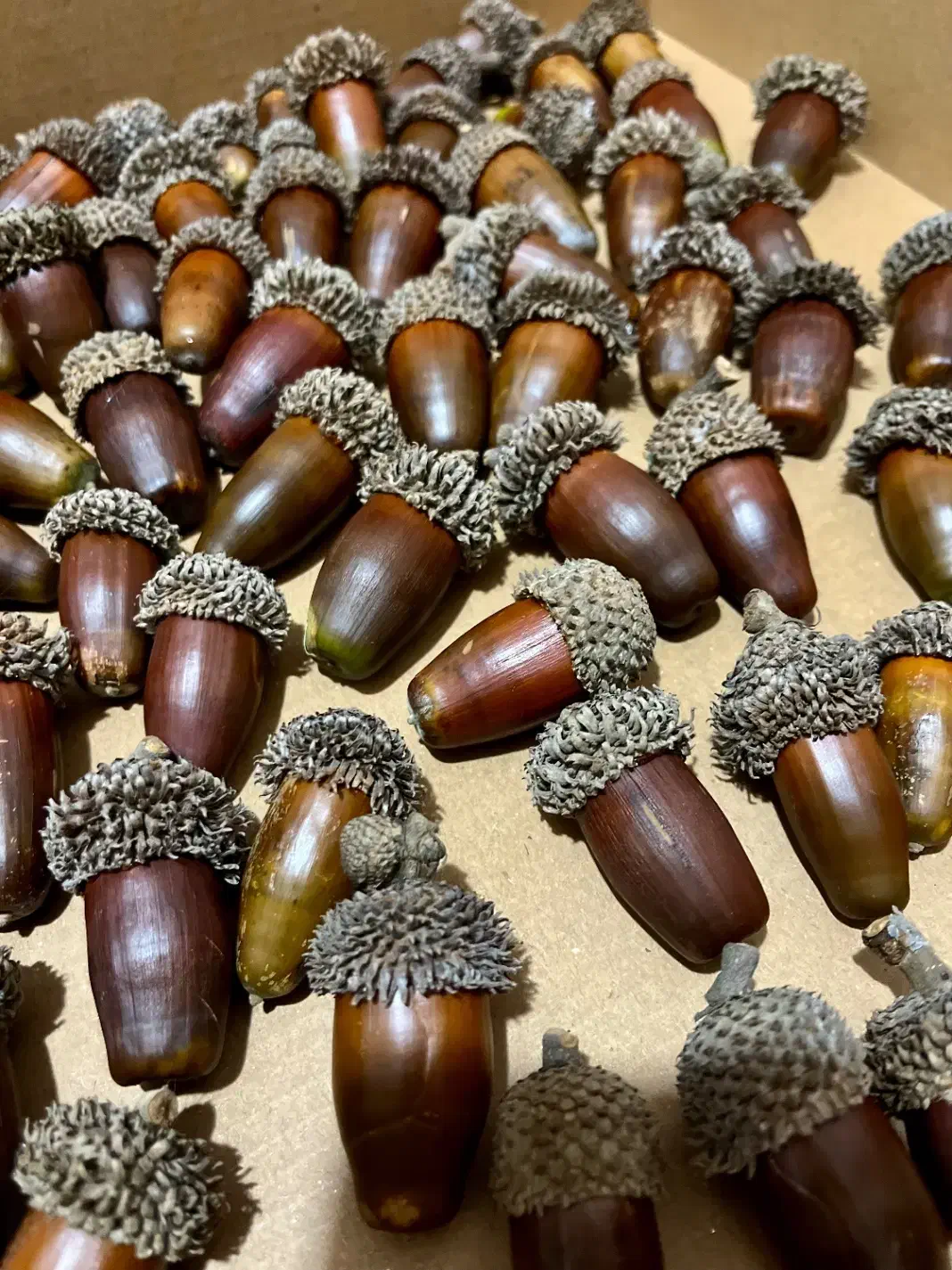 بلوط جنگلی مناسب دیزاین یلدا|گل و گیاه طبیعی|رشت, رشتیان|دیوار