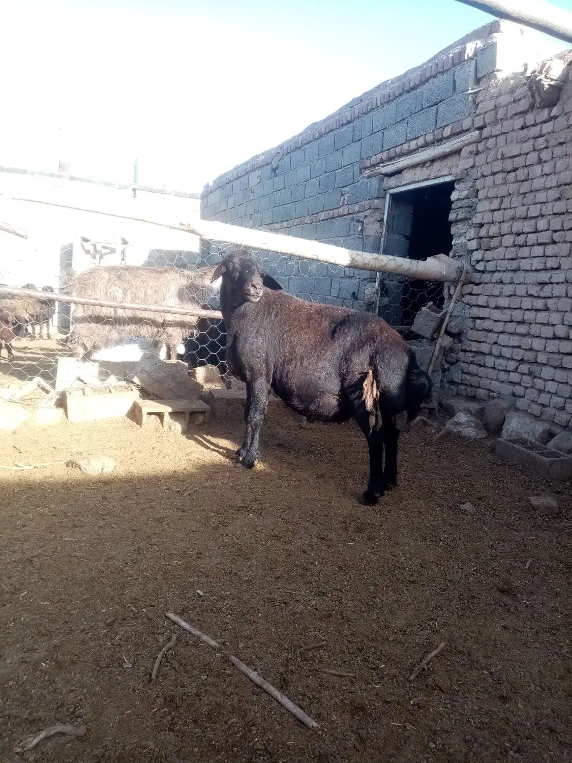 قوچ|حیوانات مزرعه|طاغنکوه, |دیوار
