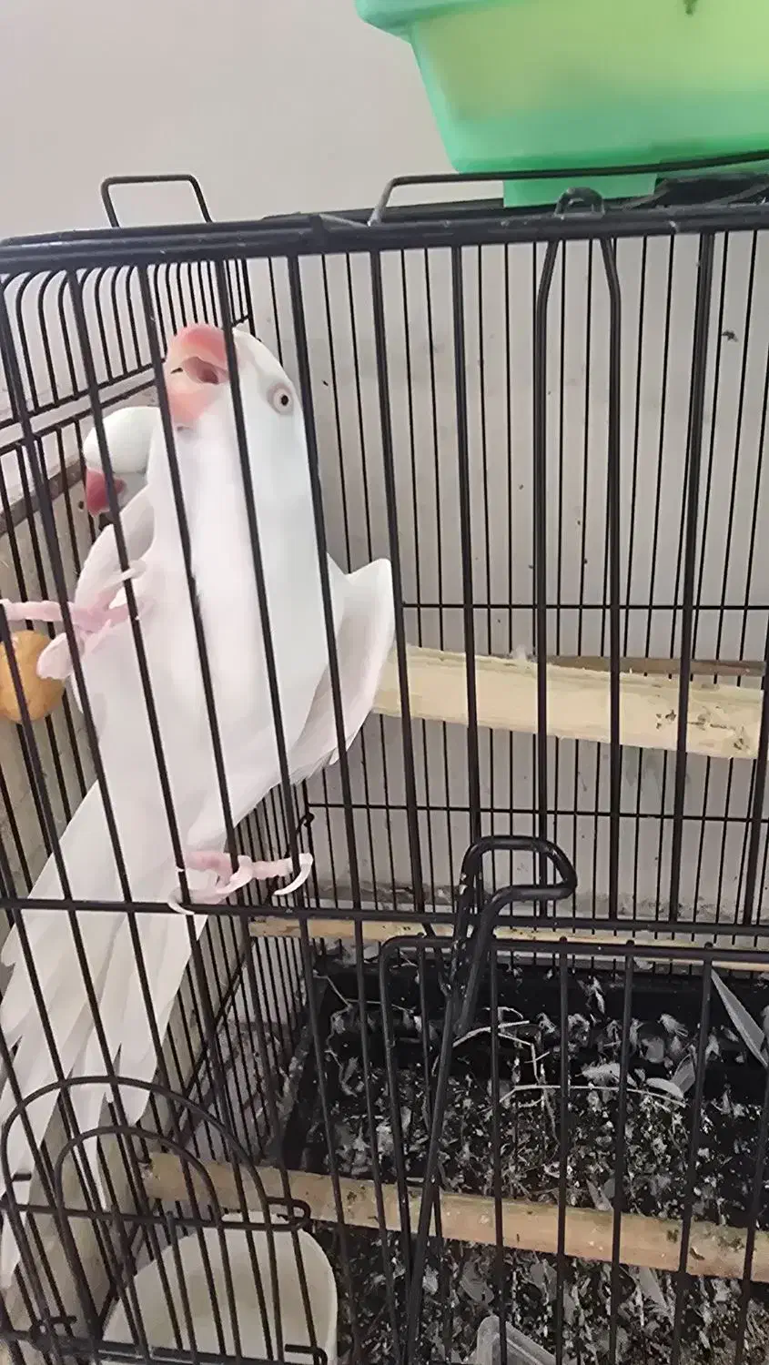 طوطی ملنگو سفید|پرنده|تنکابن, |دیوار