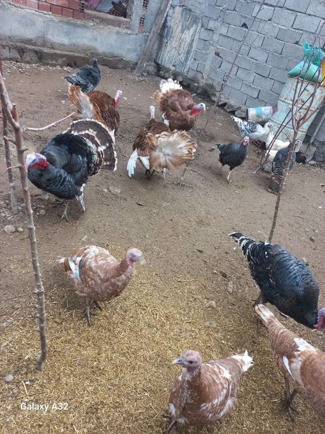 بوقلمون|حیوانات مزرعه|اردبیل, |دیوار