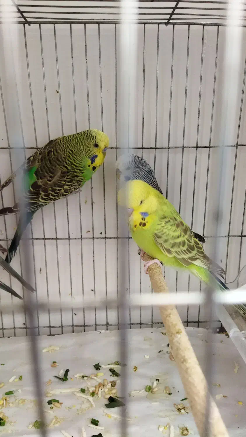 مرغ‌عشق‌انگلیسی|پرنده|قم, حنیف نژاد|دیوار