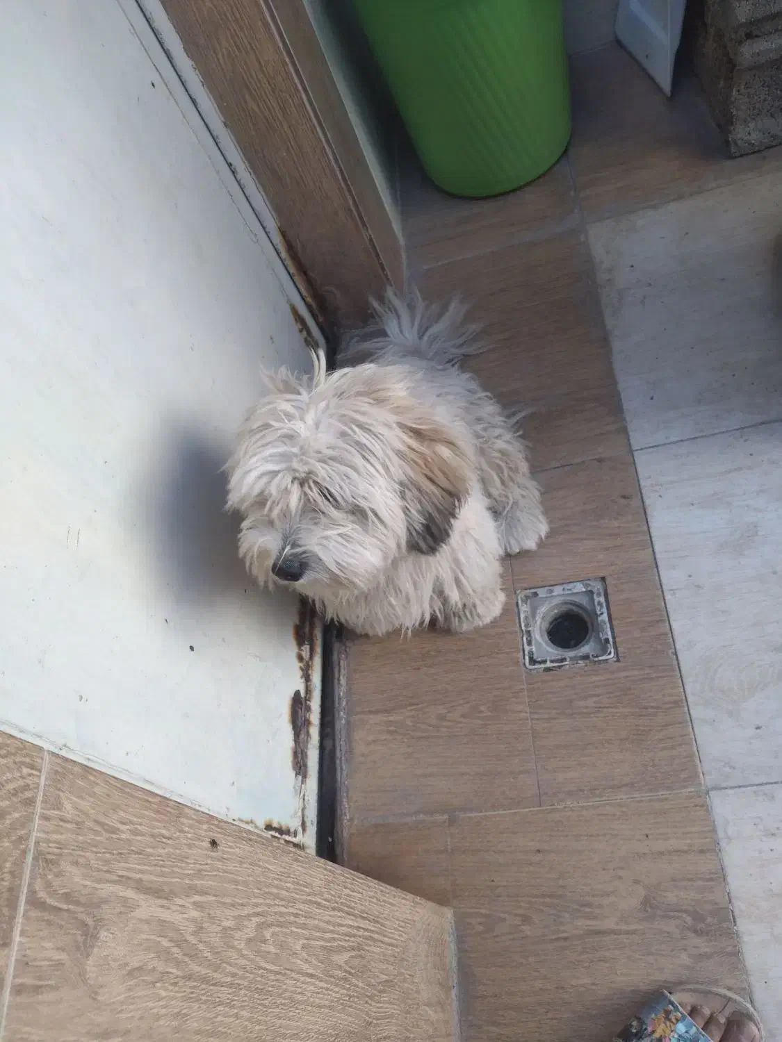 فندوق|سگ|طبس, |دیوار